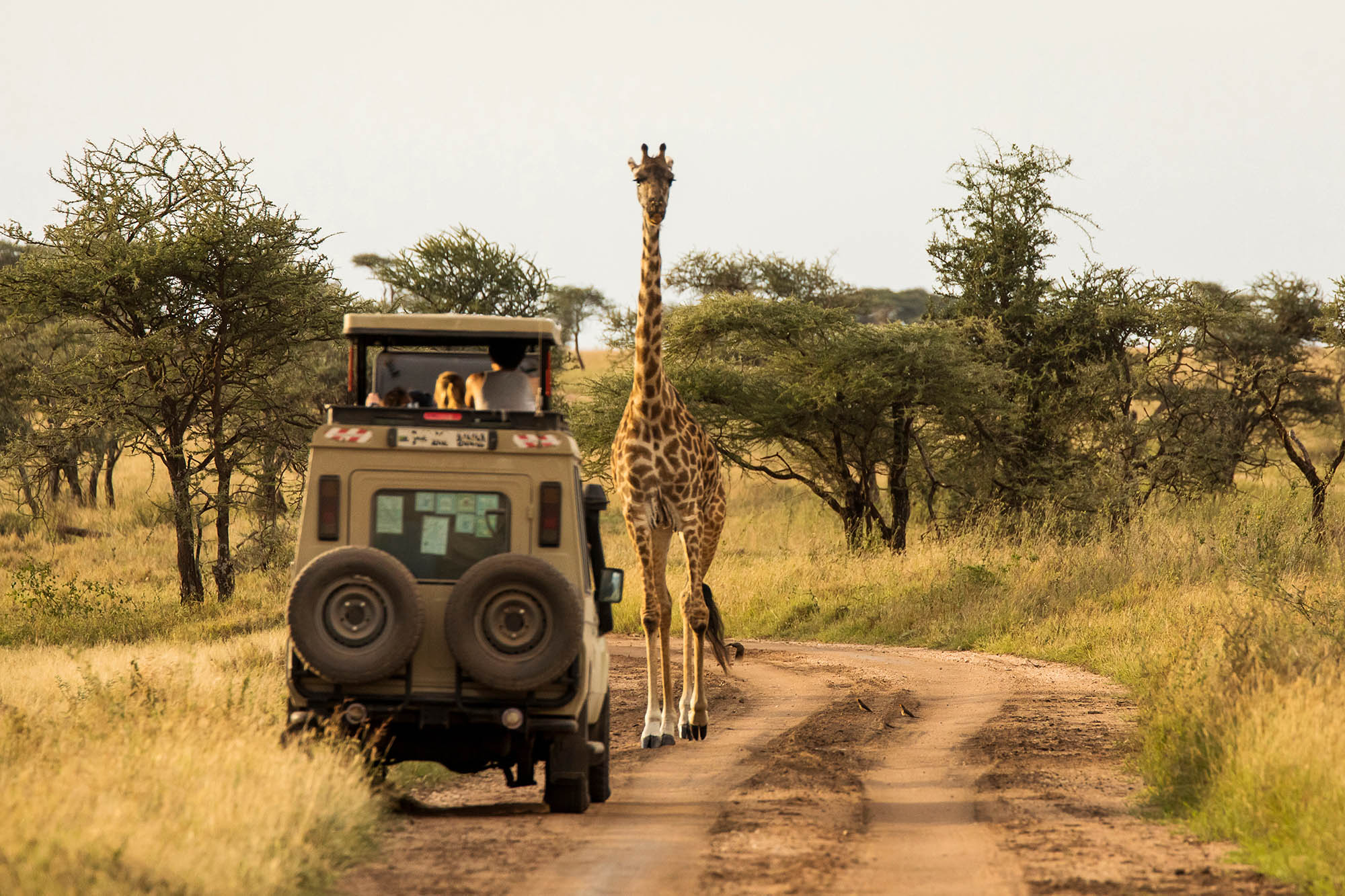 4wd tour of Africa sightseers watching a giraffe