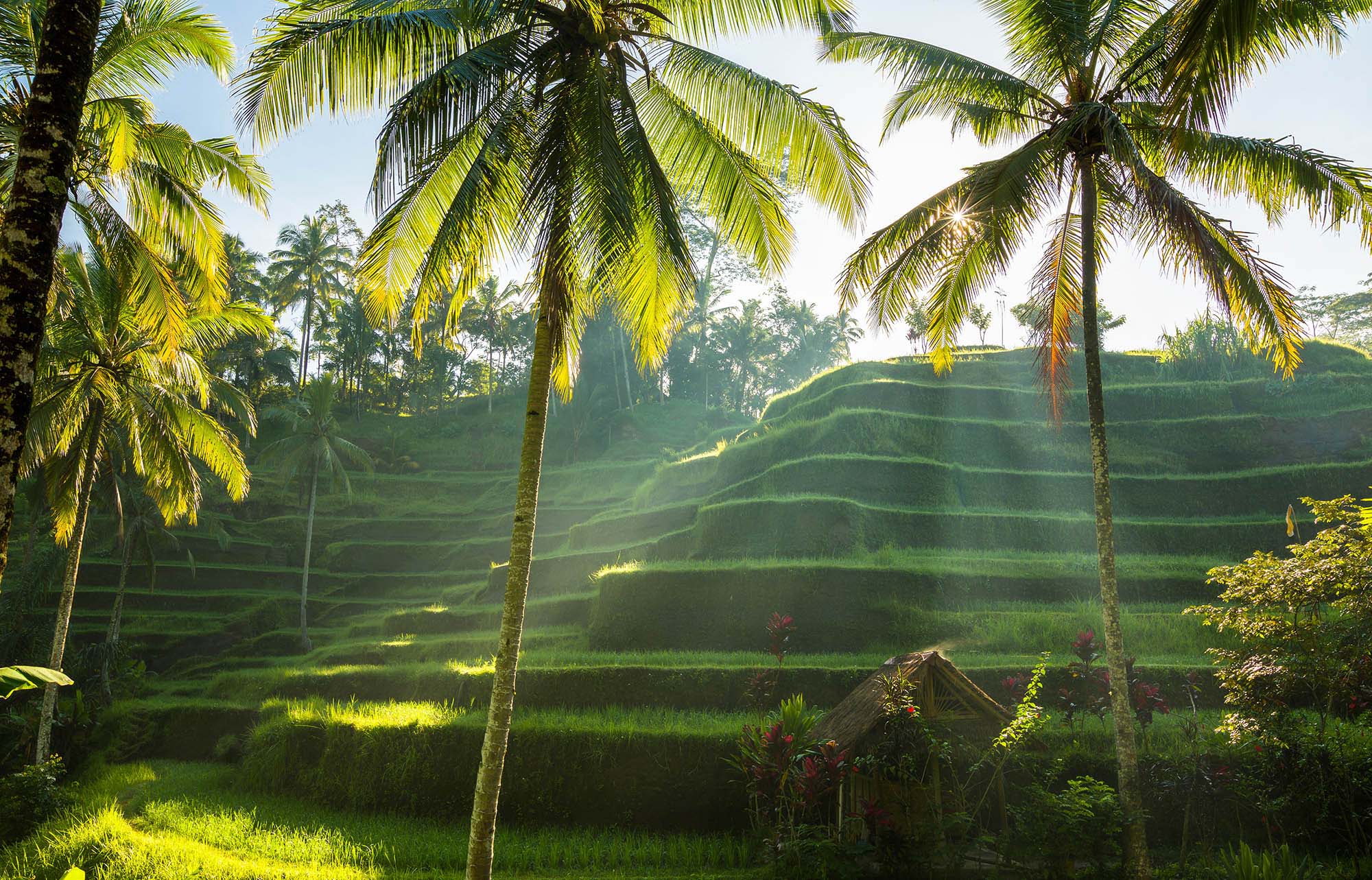 lush green field with palm trees